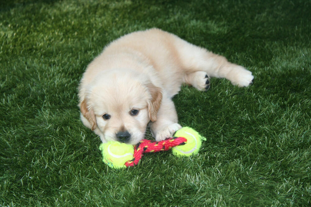 Oakley artificial turf for dogs